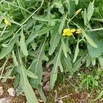 Diplotaxis tenuifolia 葉