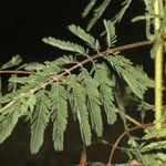 Mimosa diplotricha Blad