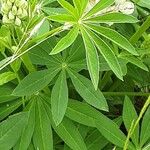 Lupinus albus Hoja
