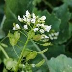 Thlaspi arvense Blomma