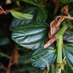 Ceanothus thyrsiflorus Blatt