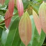 Cinnamomum verum 葉