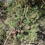 Cupressus goveniana Fruit