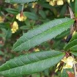 Berberis julianae 叶
