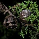 Cupressus goveniana Fruit