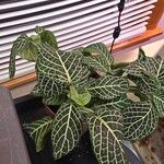 Fittonia albivenisFolha