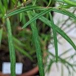 Asclepias angustifolia Foglia