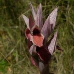 Serapias nurrica Flower