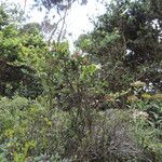 Vaccinium stanleyi Hábito