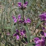 Phlomis herba-venti Цветок
