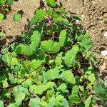 Tropaeolum tuberosum 葉