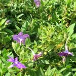 Ruellia longepetiolata Хабит