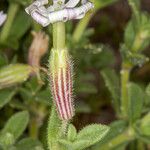 Silene succulenta Flower