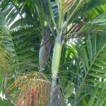 Adonidia merrillii Fruit