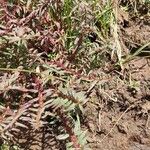 Ammannia baccifera 葉