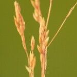 Agrostis canina Плід