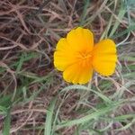 Eschscholzia caespitosaBlüte