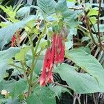 Fuchsia fulgens പുഷ്പം