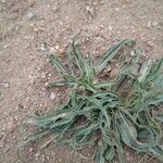 Nothocalais cuspidata Hoja