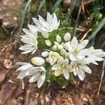 Allium subvillosum Fleur