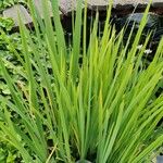 Iris pseudacorus Leaf