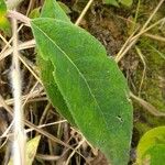 Kohleria spicata Ліст