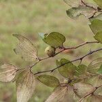 Ziziphus mucronata ഇല