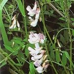 Vicia sylvatica موطن