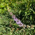 Mentha pulegium 花