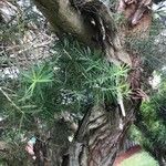 Melaleuca linariifolia Blatt