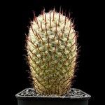 Mammillaria bombycina Hoja