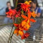 Epidendrum pseudepidendrum Flower