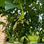 Tilia mongolica Fruit