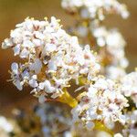 Lepidium latifolium Flor