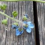 Cynoglossum amabile Λουλούδι