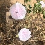 Malva hispanica Flor