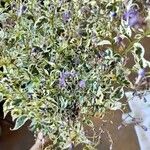 Tripora divaricata Flor