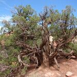 Juniperus osteosperma Hoja