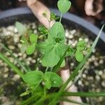 Hypericum mutilum Leaf