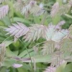 Chasmanthium latifolium Blüte