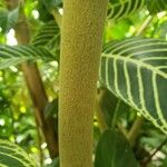 Sanchezia oblonga Bark
