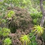 Cyathopsis floribunda Habitat