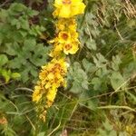 Verbascum nigrumÕis