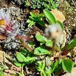 Erigeron uniflorus Frunză