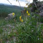 Crotalaria laburnifolia عادت