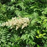 Sorbaria kirilowii ফুল