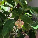 Syzygium aqueum Фрукт