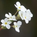 Androsace obtusifolia Blomst