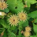 Corynabutilon vitifolium Fruit