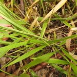 Urochloa eminii Blad